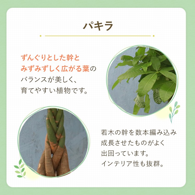 観葉植物 パキラ 8寸角プラスチック メーカー直送観葉植物 pach08-004