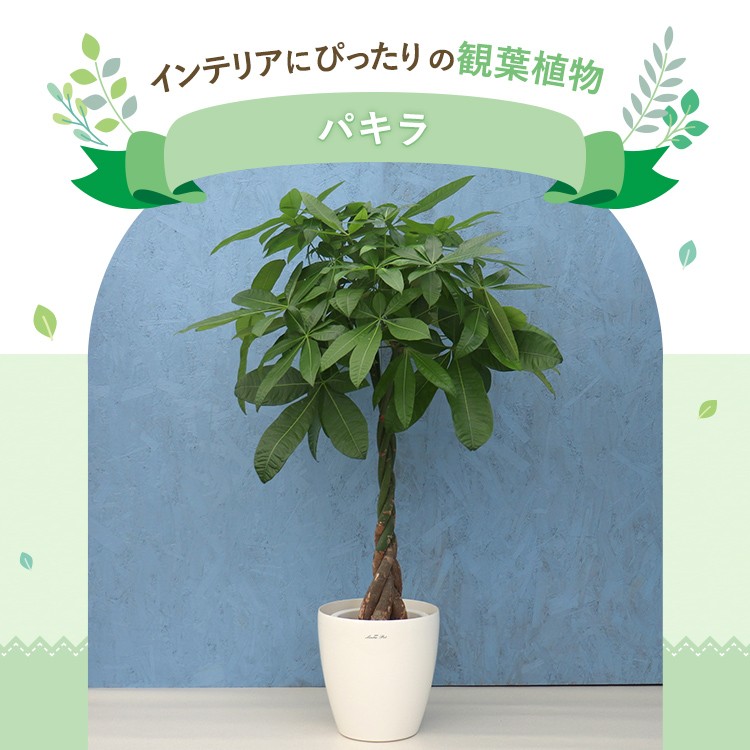 観葉植物 パキラ 8寸プラスチック (鉢カバー) メーカー直送観葉植物 