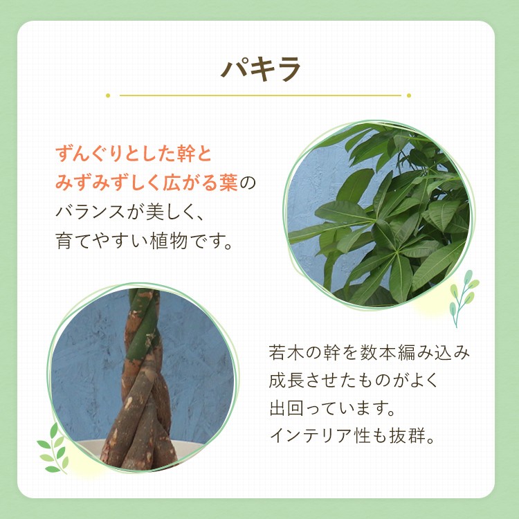 パキラ24出品 パキラ （ねじり1本仕立て） 7号鉢植え の通販 | 園芸ネット