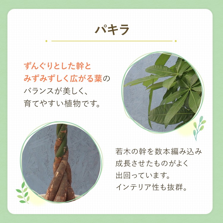 観葉植物 パキラ 8寸プラスチック メーカー直送観葉植物 pach08-006 