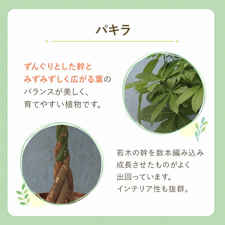 観葉植物 パキラ 8寸プラスチック (竹カゴ) メーカー直送観葉植物
