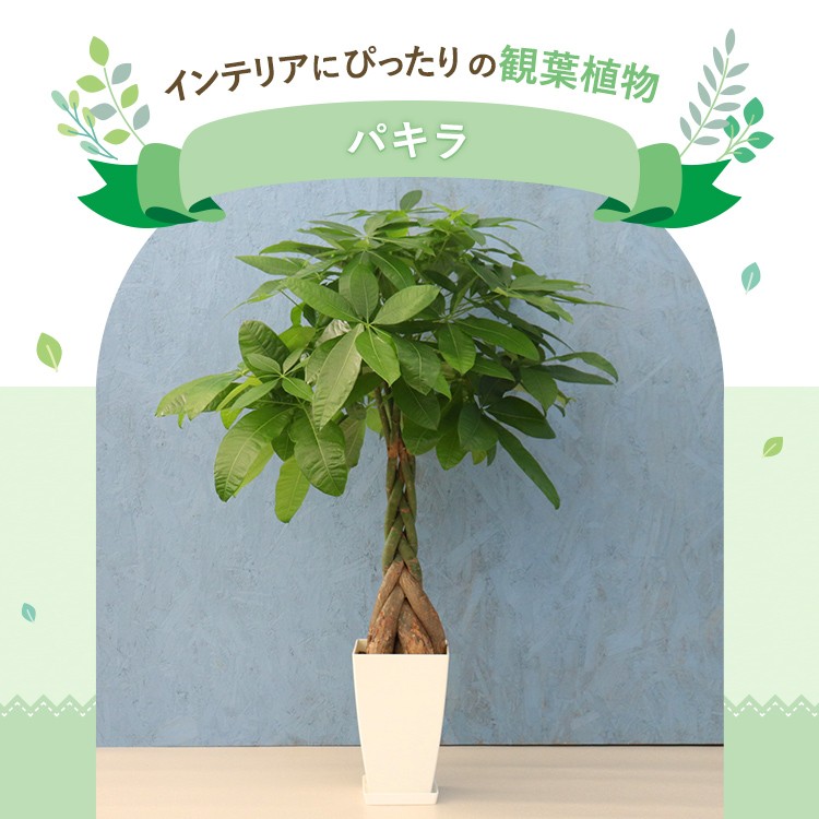 観葉植物 観葉植物 パキラ 7寸角プラスチック メーカー直送観葉植物 pach07-006
