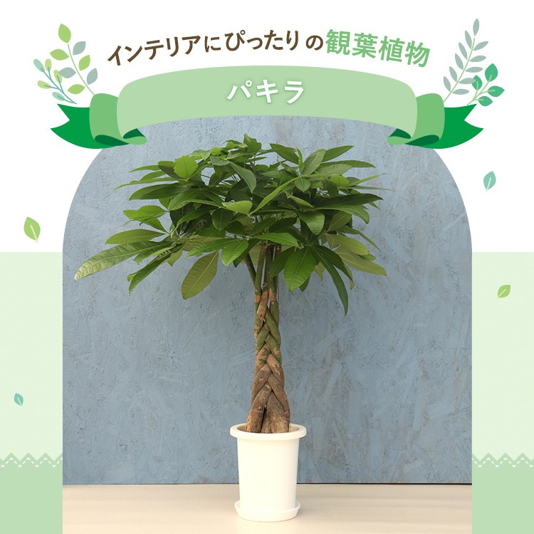 その他観葉植物 P 楽天市場】観葉植物 パキラ 8号角プラスチック鉢 高さ約1.1m