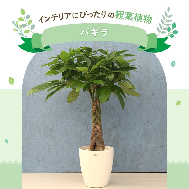 Amazon｜PLANCHU 観葉植物 シンゴニウム ネオン 5号吊り鉢 育て
