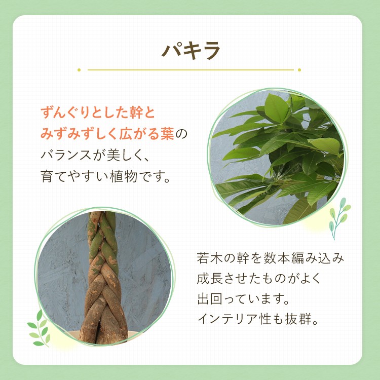 観葉植物 パキラ 7寸プラスチック (鉢カバー) メーカー直送観葉