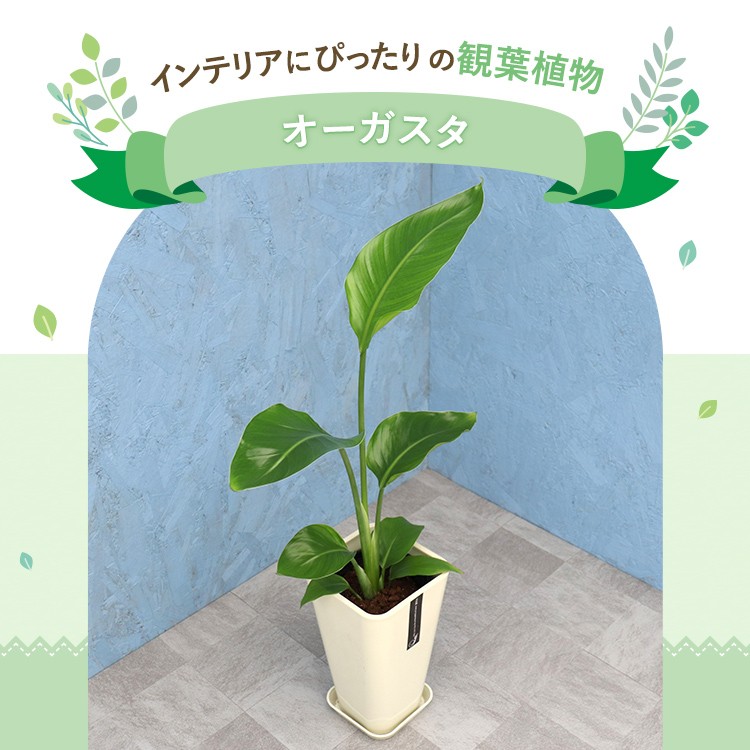 観葉植物 オーガスタ 6寸カラーポット 鉢の色は選べる3色 白or赤