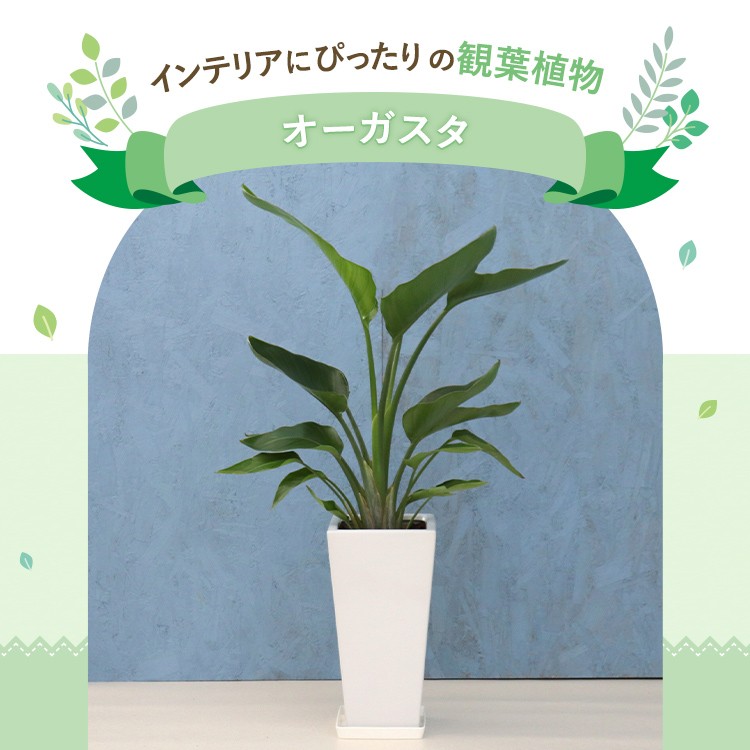 観葉植物 オーガスタ 7寸角高陶器 鉢の色は選べる2色 白or黒 メーカー 