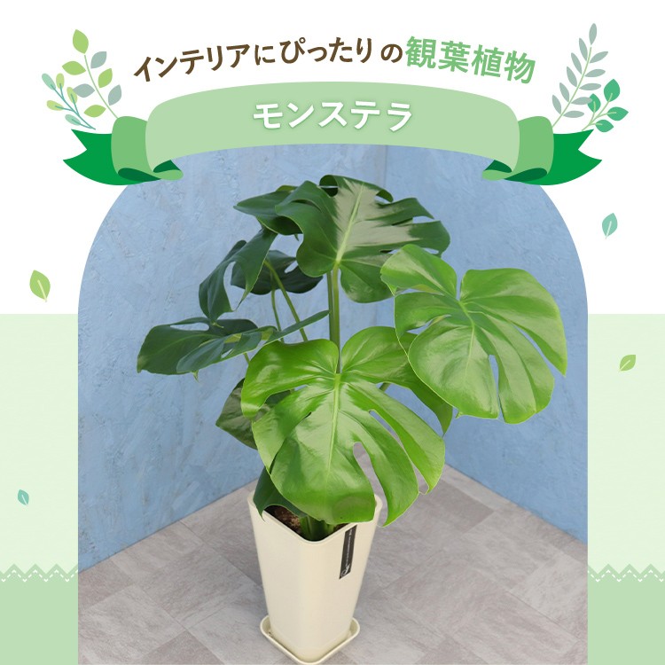 【鉢ごと発送】斑入りモンステラ ハーフムーン 小苗発根株 B ハーフムーン♥美苗】斑入り モンステラ タイコンステレーション