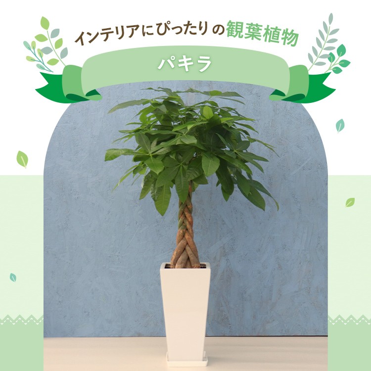 観葉植物 パキラ 7寸角高陶器 鉢の色は選べる2色 白or黒 メーカー直送観葉植物 pach07