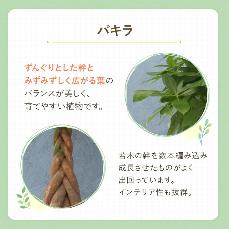 観葉植物 パキラ 7寸角高陶器 鉢の色は選べる2色 白or黒 メーカー直送観葉植物 pach07 : sub-di-pach07 :  ホームセンターグッデイ - 通販 - Yahoo!ショッピング