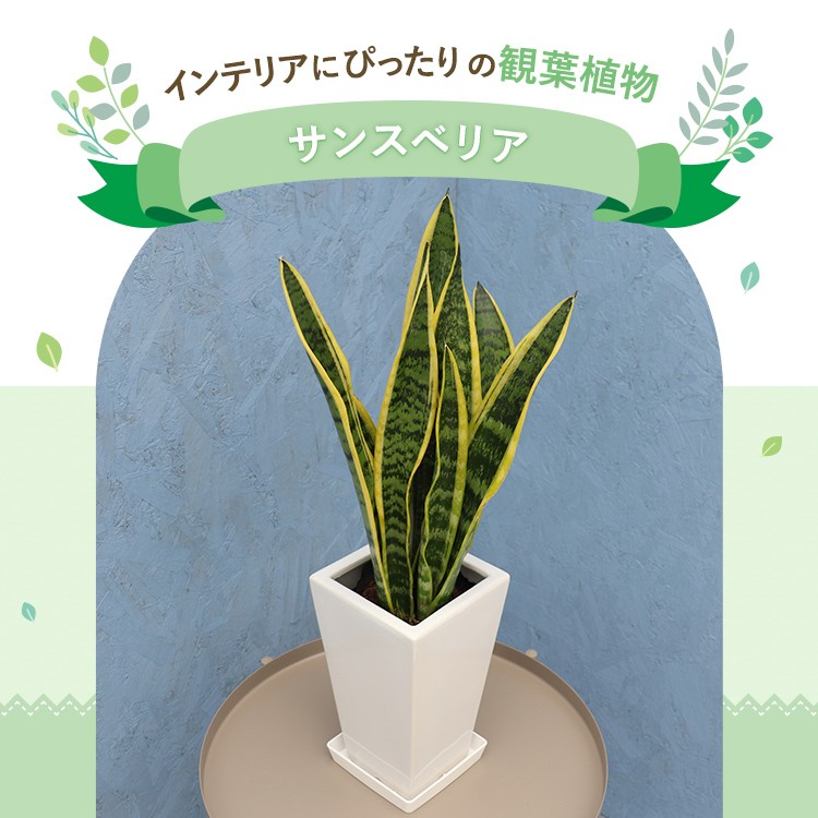 観葉植物 サンスベリア 5寸角陶器 鉢の色は選べる3色 白or赤or黒 メーカー直送観葉植物 sans05 : sub-di-sans05-1 :  ホームセンターグッデイ - 通販 - Yahoo!ショッピング