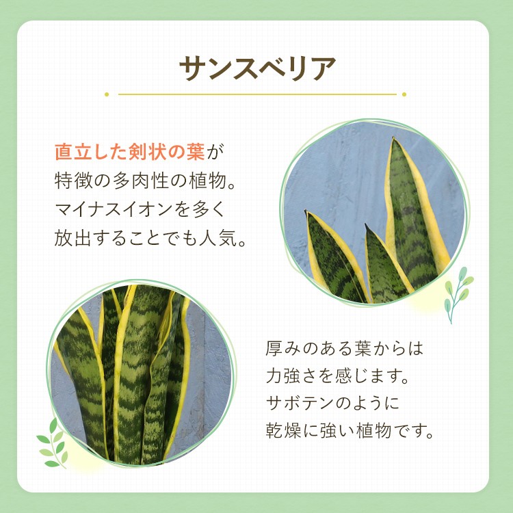 サンスベリア： マルガ 2.5号ポット の通販 | 園芸ネット