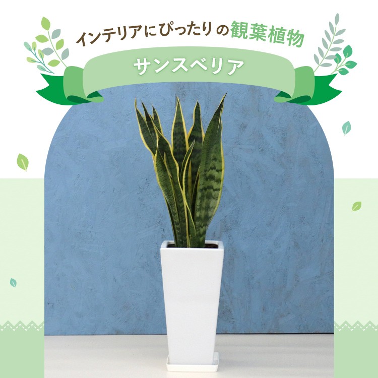 観葉植物 サンスベリア 7寸角高陶器 鉢の色は選べる2色 白or黒