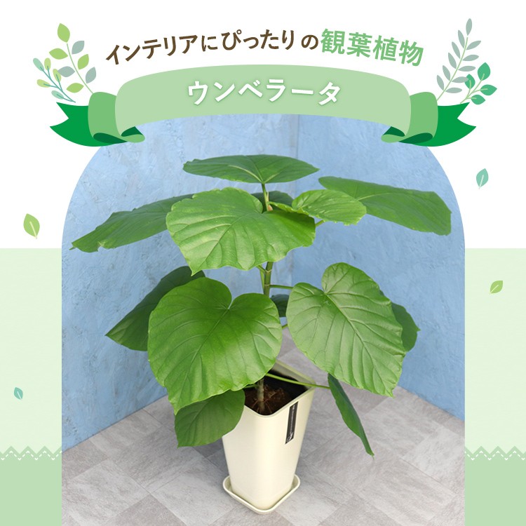 観葉植物 ウンベラータ 6寸カラーポット 鉢の色は選べる3色 白or赤or黒 メーカー直送観葉植物 umbe06