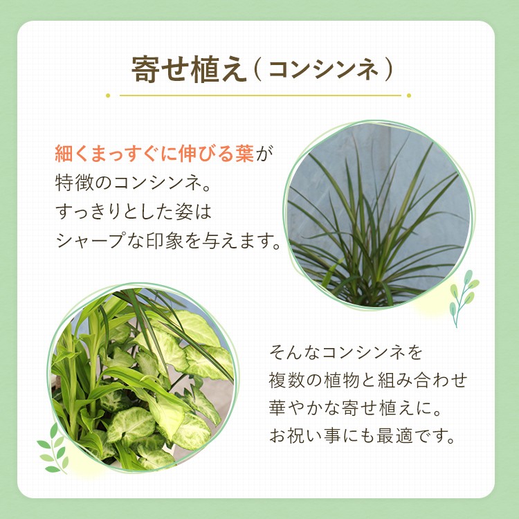 観葉植物 寄せ植え (コンシンネ) 6寸角高陶器 鉢の色は選べる2色 白or