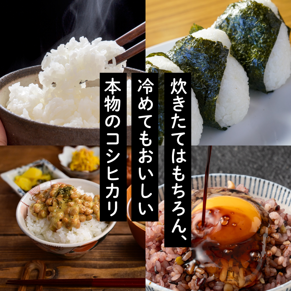 セール 【白米】 令和7年産 富山県産 コシヒカリ 10kg(5kg×2袋) 国産