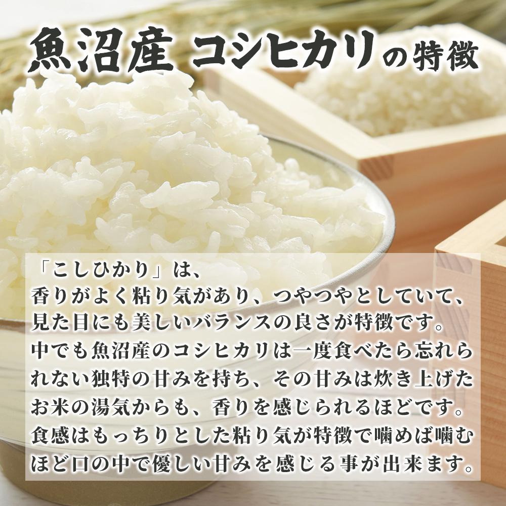【専用です】【新潟県産 従来コシヒカリ】令和６年産　白米　青大豆　100サイズ お米場 田心] 令和6年産 米 5kg 白米 精米 お米 ギフト 高級米