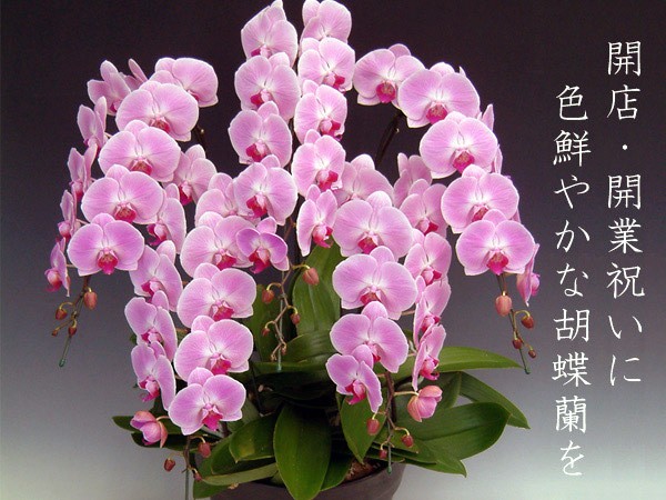 御祝 豪華胡蝶蘭5本立ち 60リン以上 つぼみ...の詳細画像2