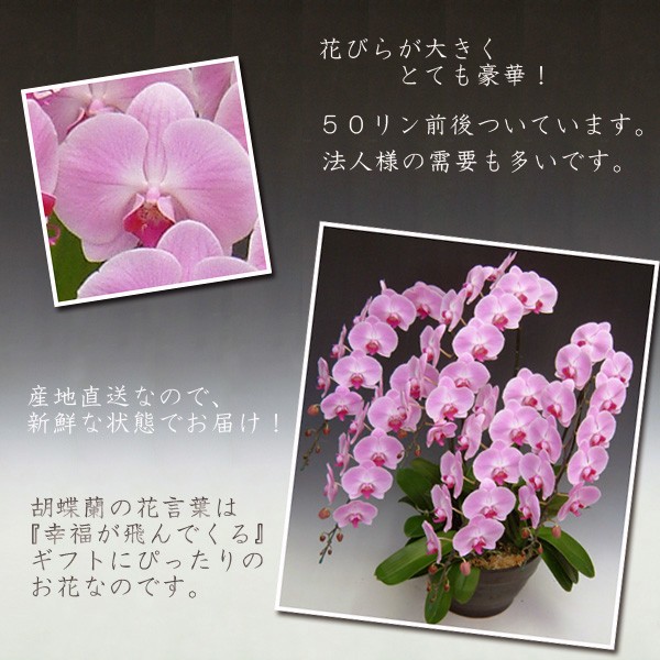 お買い得限定品 お祝い 豪華胡蝶蘭5本立ち 50リン以上 確約品（つぼみ