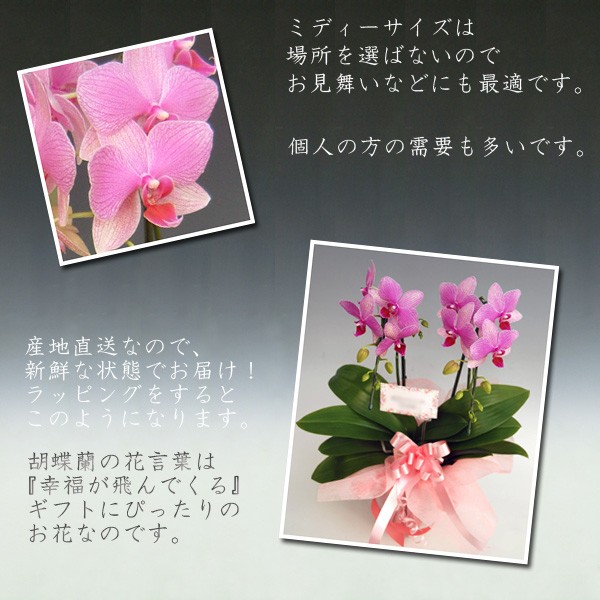 贈り物に大人気 ミディ胡蝶蘭2本立ち（14輪前後 つぼみ含む ）/ピンク系 ・黄色系を選べます。 【沖縄・離島は出荷出来ません】