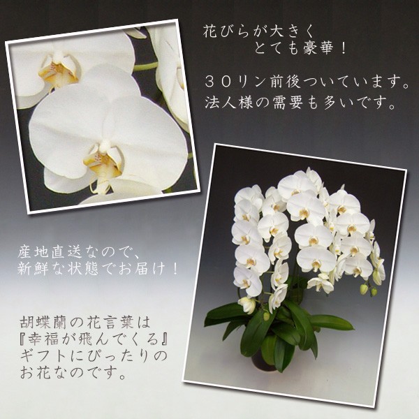 期間限定価格 御祝 胡蝶蘭 豪華胡蝶蘭 ホワイト大輪3本立ち/30輪前後