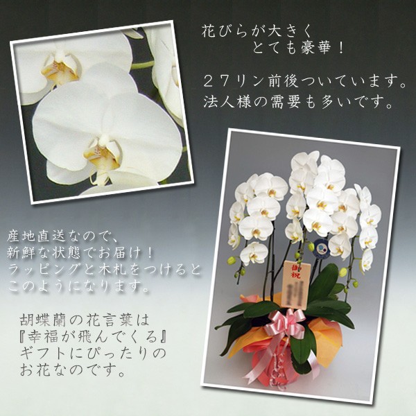 期間限定】お祝い 企業様やプレゼント用にも大人気商品 御祝 胡蝶蘭