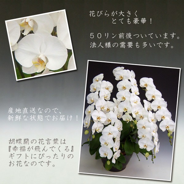 最高級胡蝶蘭5本立ち 60リン前後 つぼみ含む...の詳細画像2