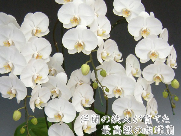 最高級胡蝶蘭5本立ち 60リン前後 つぼみ含む...の詳細画像1