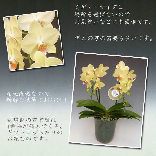 母の日ギフト洋蘭の鉄人が育てた黄色系2本立ち1...の詳細画像1