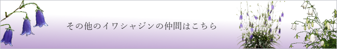 その他のイワシジャンの仲間はこちら