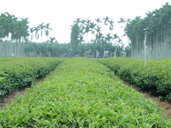 茉莉緑茶（香片）　