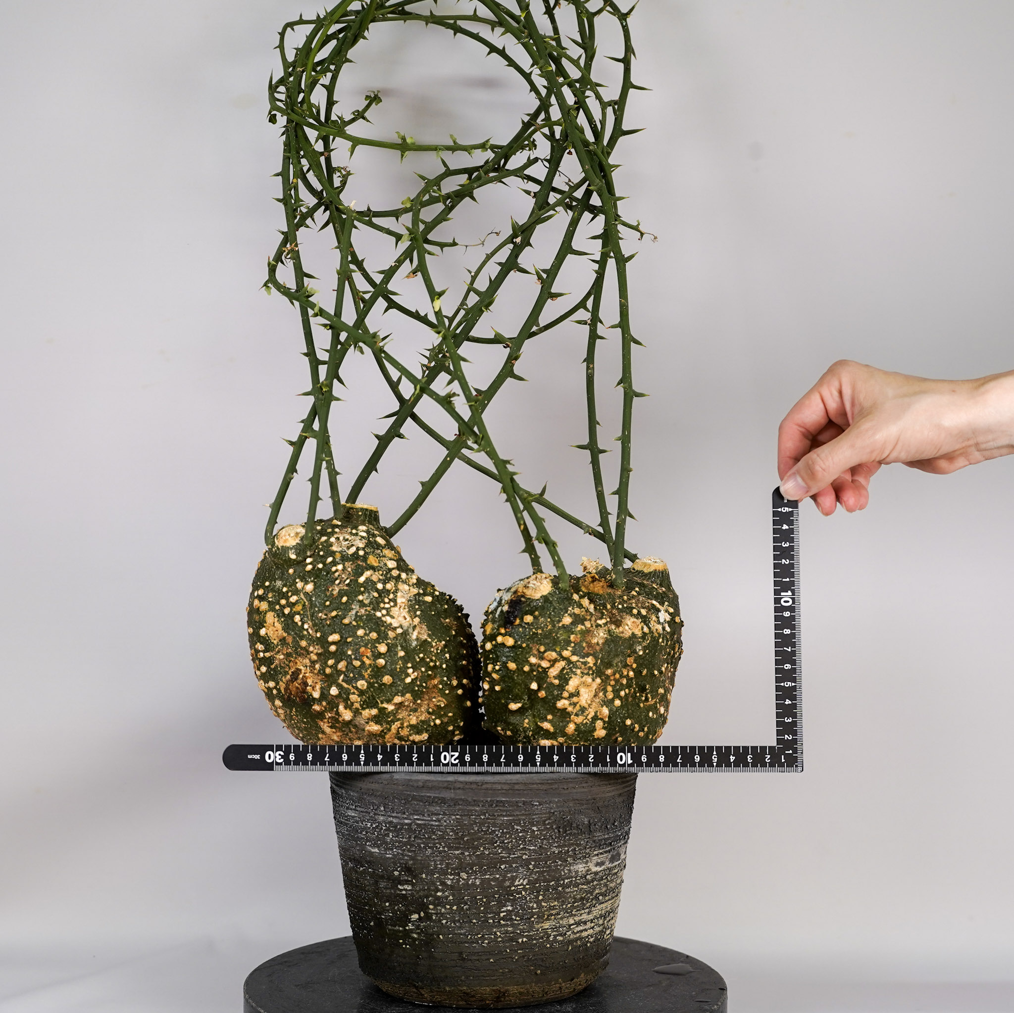 F88 アデニア グロボーサ Adenia globosa タンザニア産 発根済み 現地