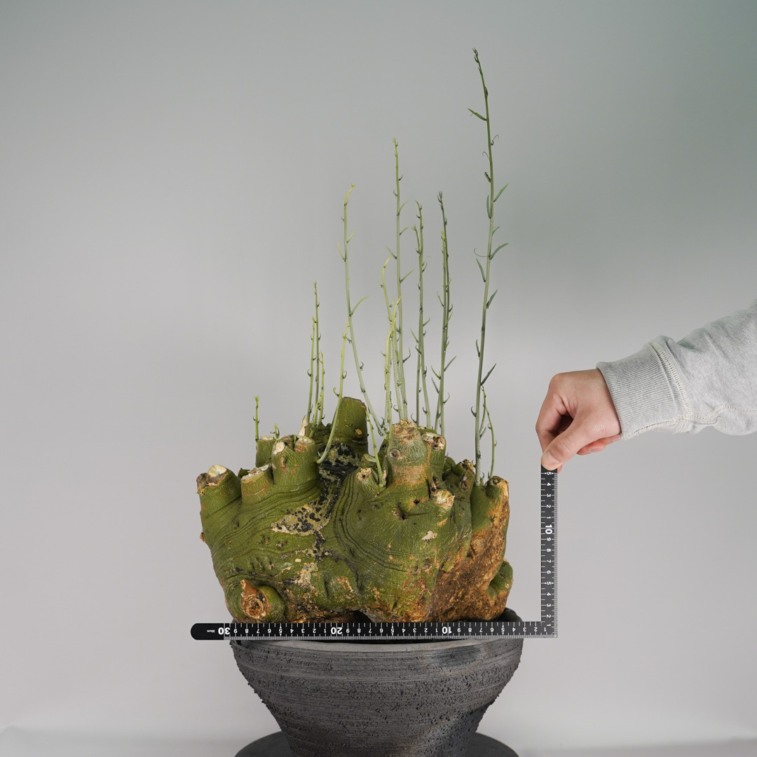 F59 アデニア ペチュエリー Adenia pechuelii ナミビア産 発根済み