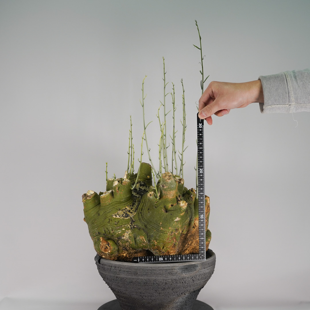 F59 アデニア ペチュエリー Adenia pechuelii ナミビア産 発根済み