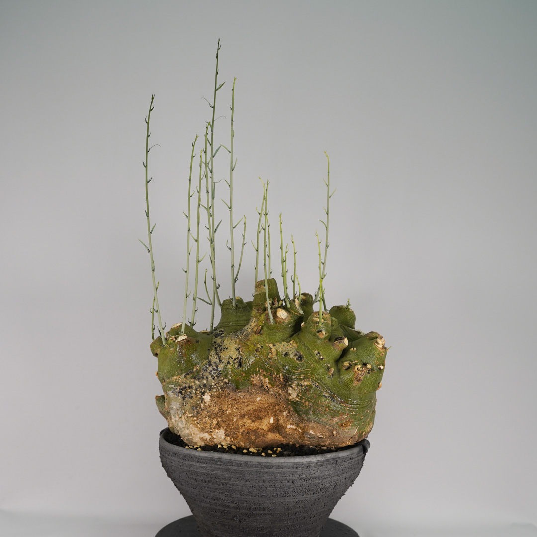 F59 アデニア ペチュエリー Adenia pechuelii ナミビア産 発根済み