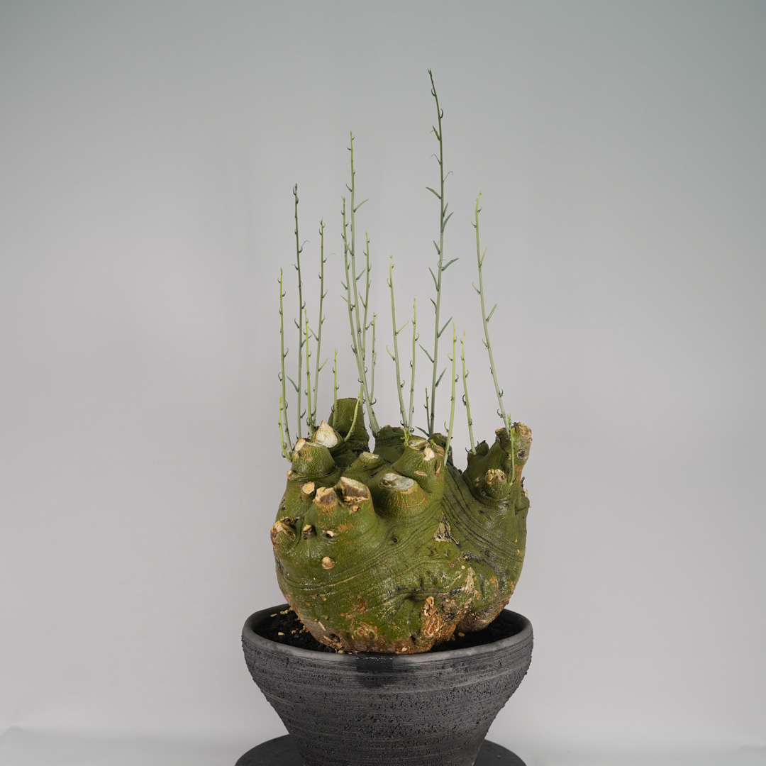 F59 アデニア ペチュエリー Adenia pechuelii ナミビア産 発根済み