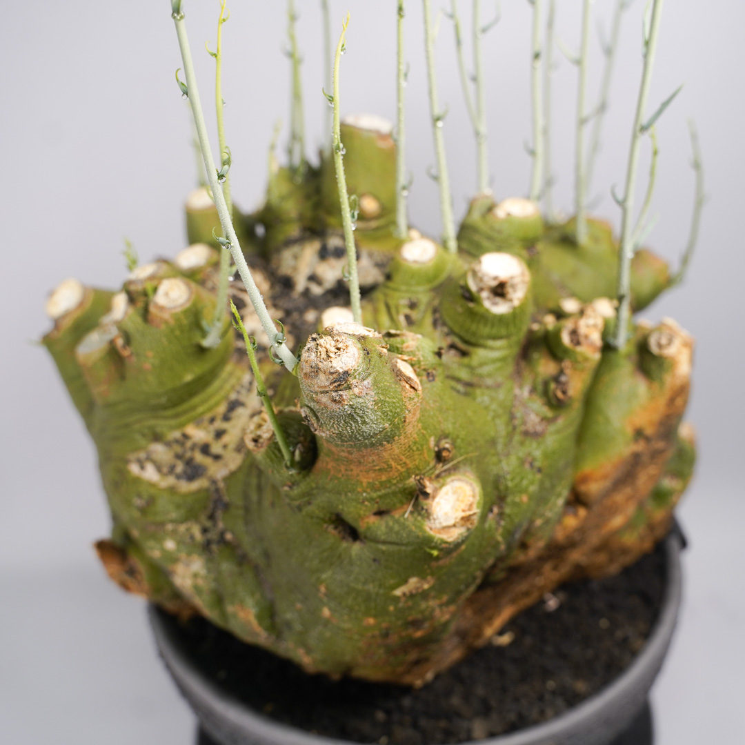 F59 アデニア ペチュエリー Adenia pechuelii ナミビア産 発根済み