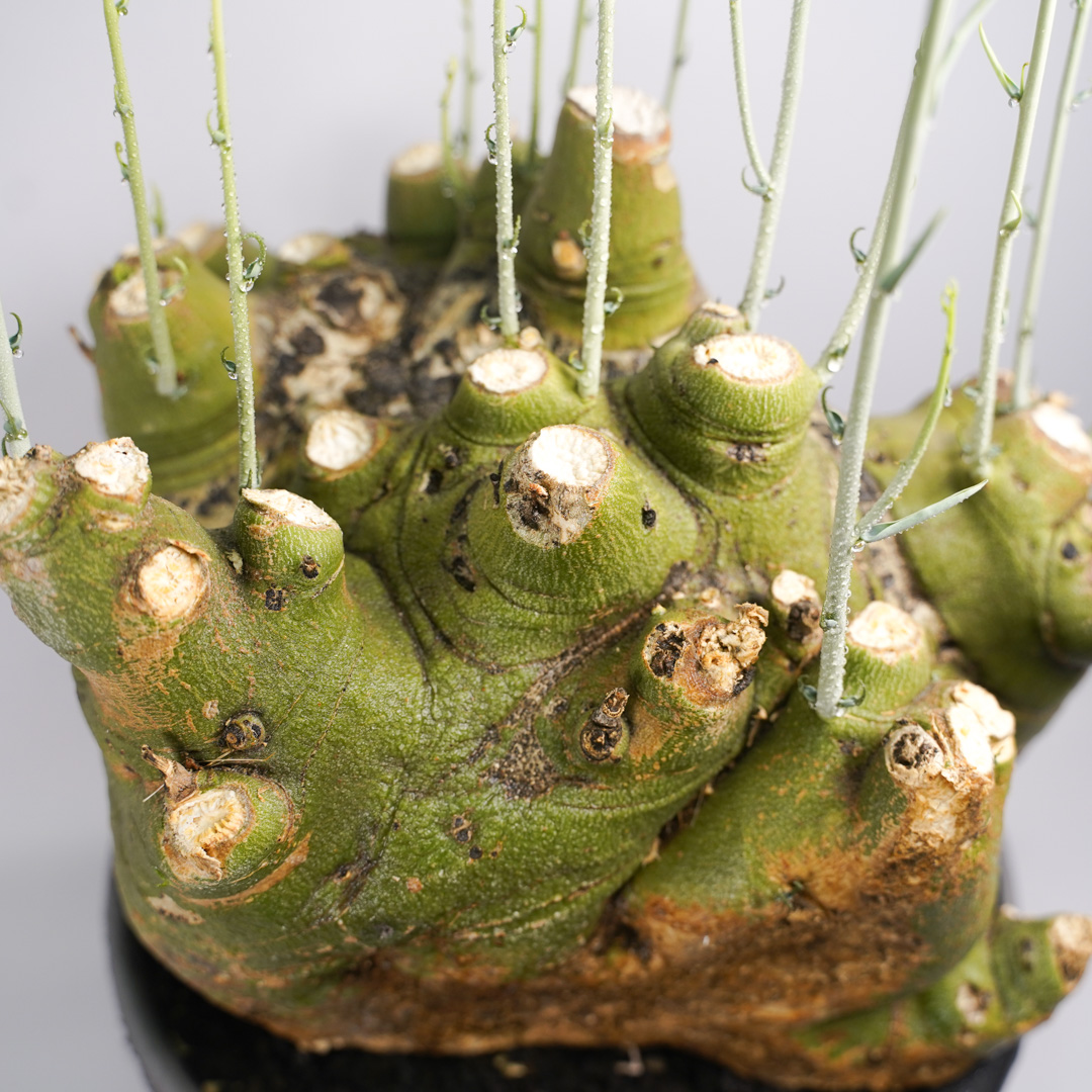 F59 アデニア ペチュエリー Adenia pechuelii ナミビア産 発根済み