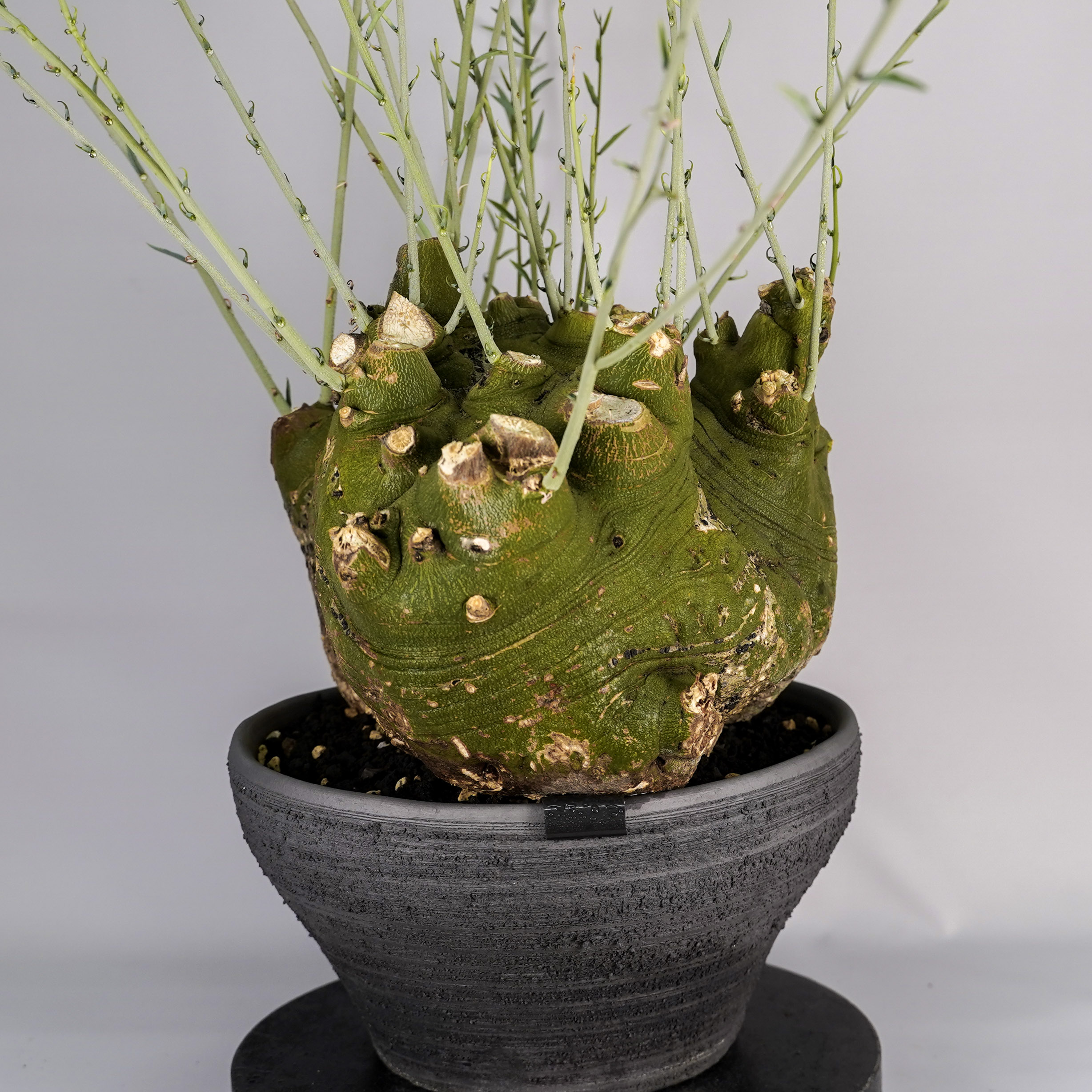 F59 アデニア ペチュエリー Adenia pechuelii ナミビア産 発根済み