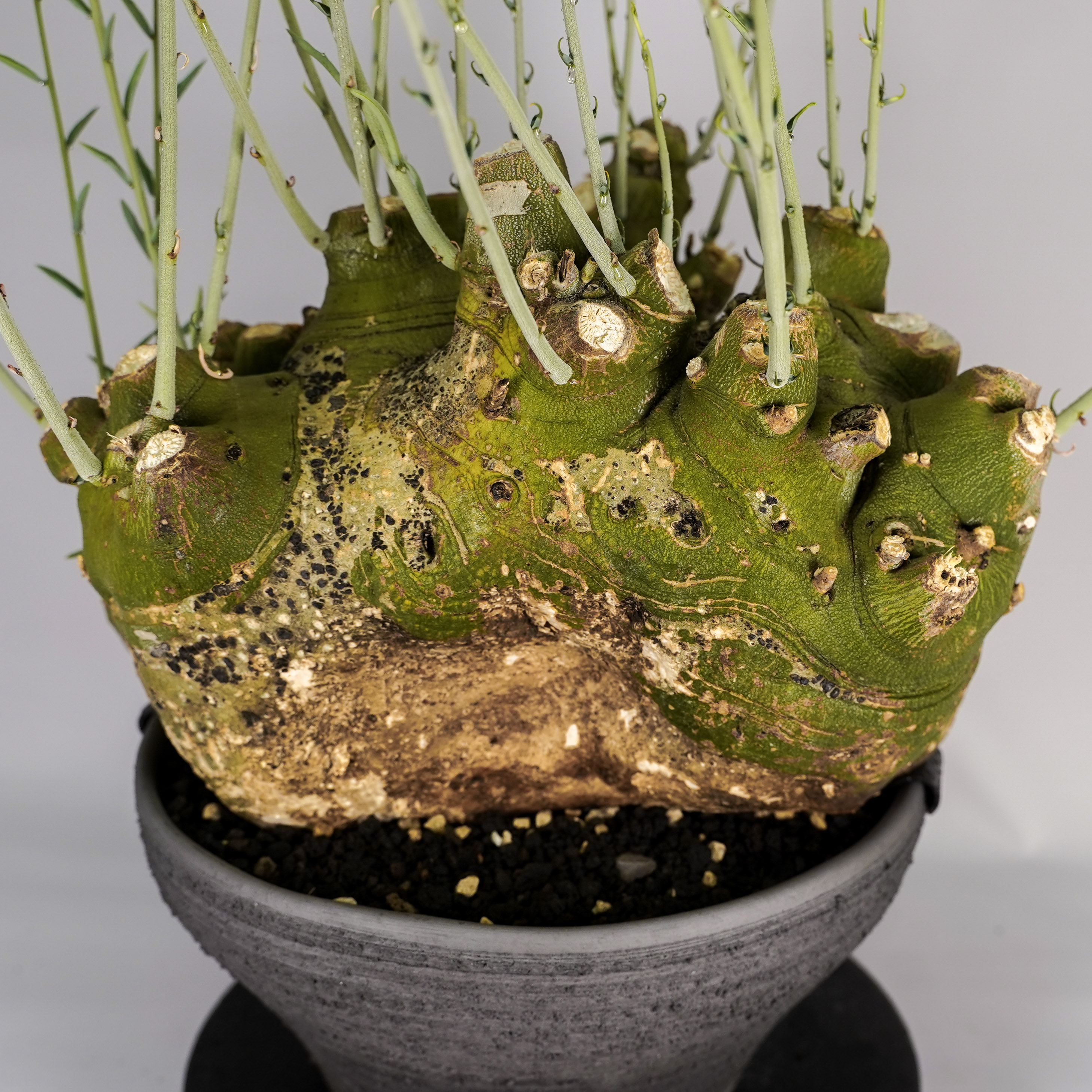 F59 アデニア ペチュエリー Adenia pechuelii ナミビア産 発根済み