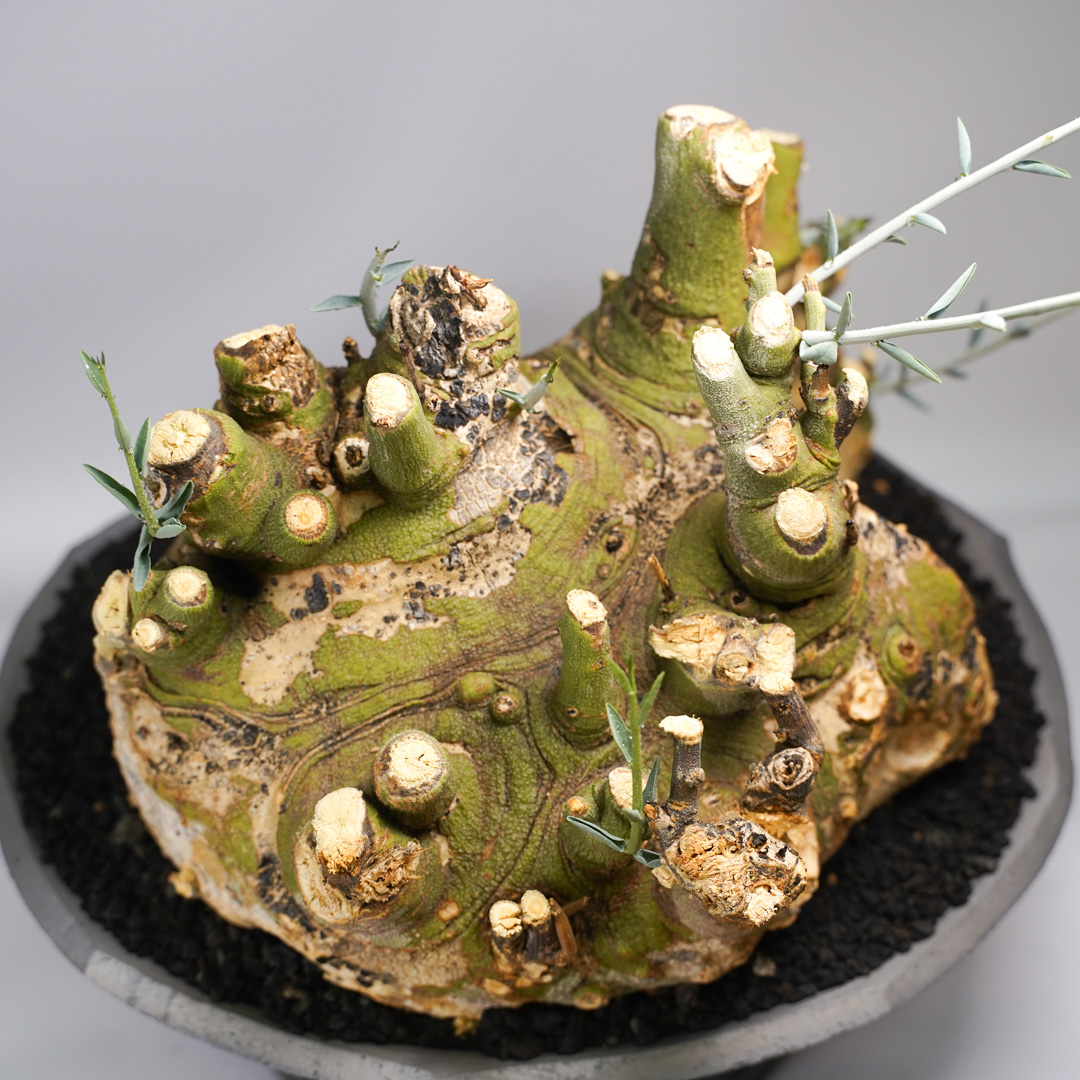 F61 アデニア ペチュエリー Adenia pechuelii ナミビア産 発根済み
