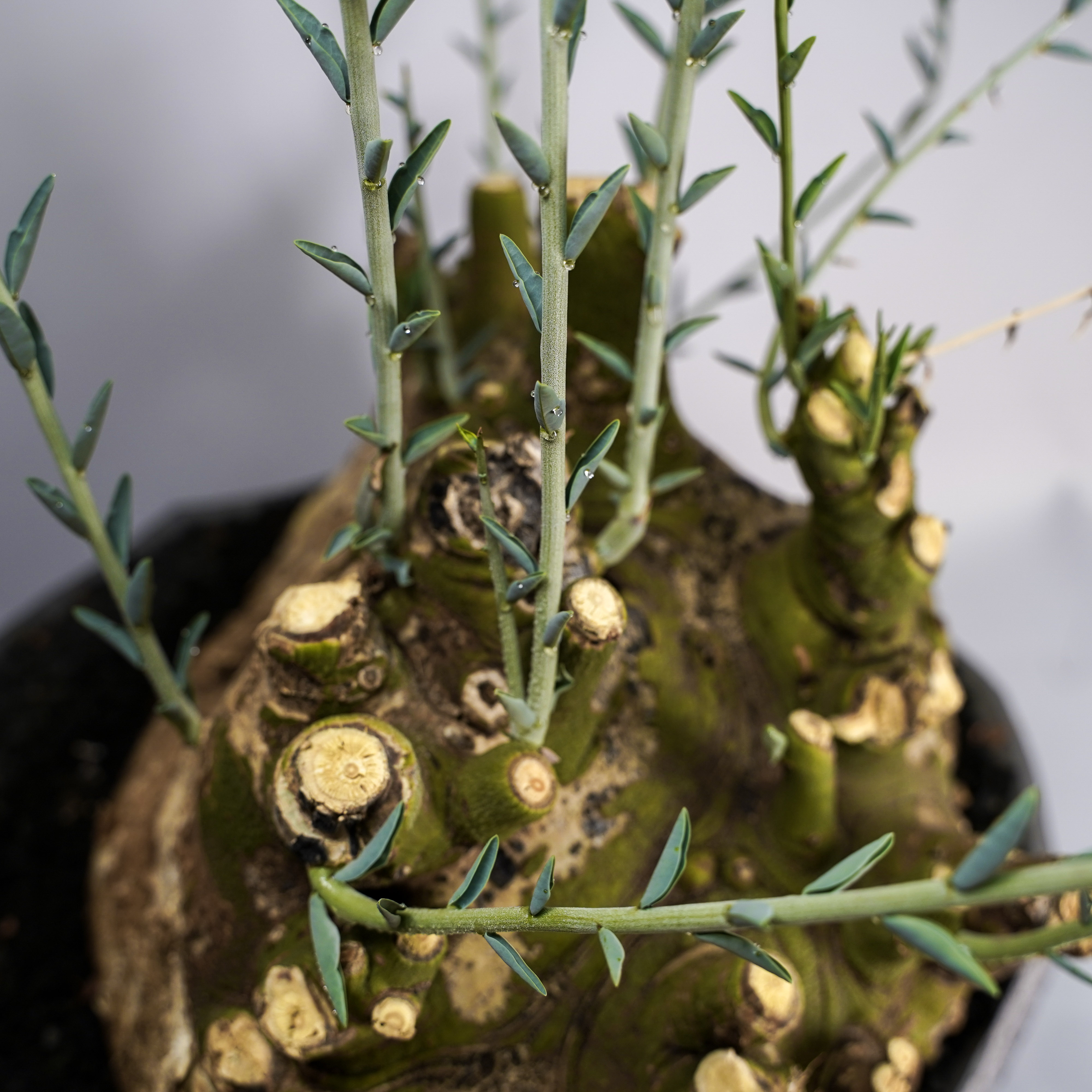 F61 アデニア ペチュエリー Adenia pechuelii ナミビア産 発根済み