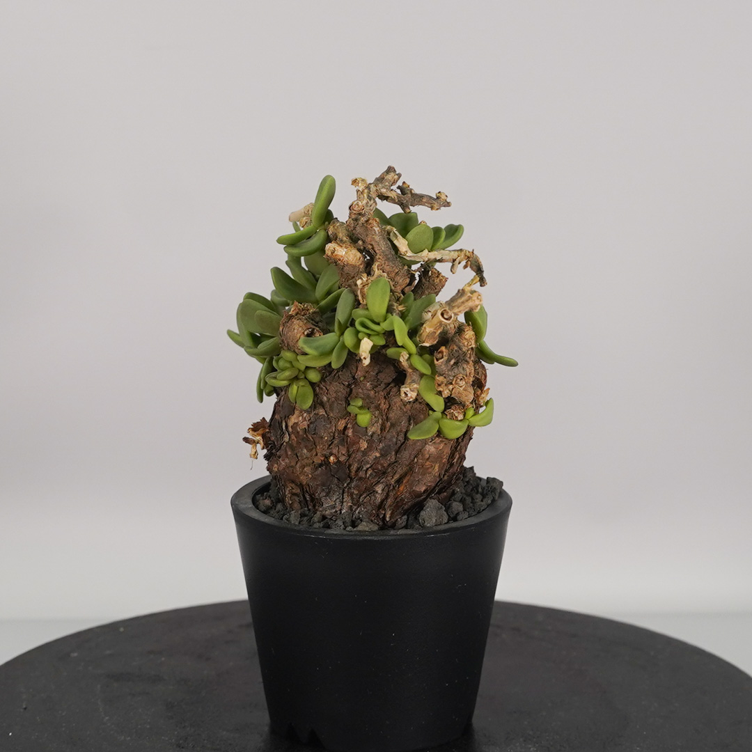 ピグマエア（サボテン、多肉植物） | 花、ガーデニング のおすすめ人気
