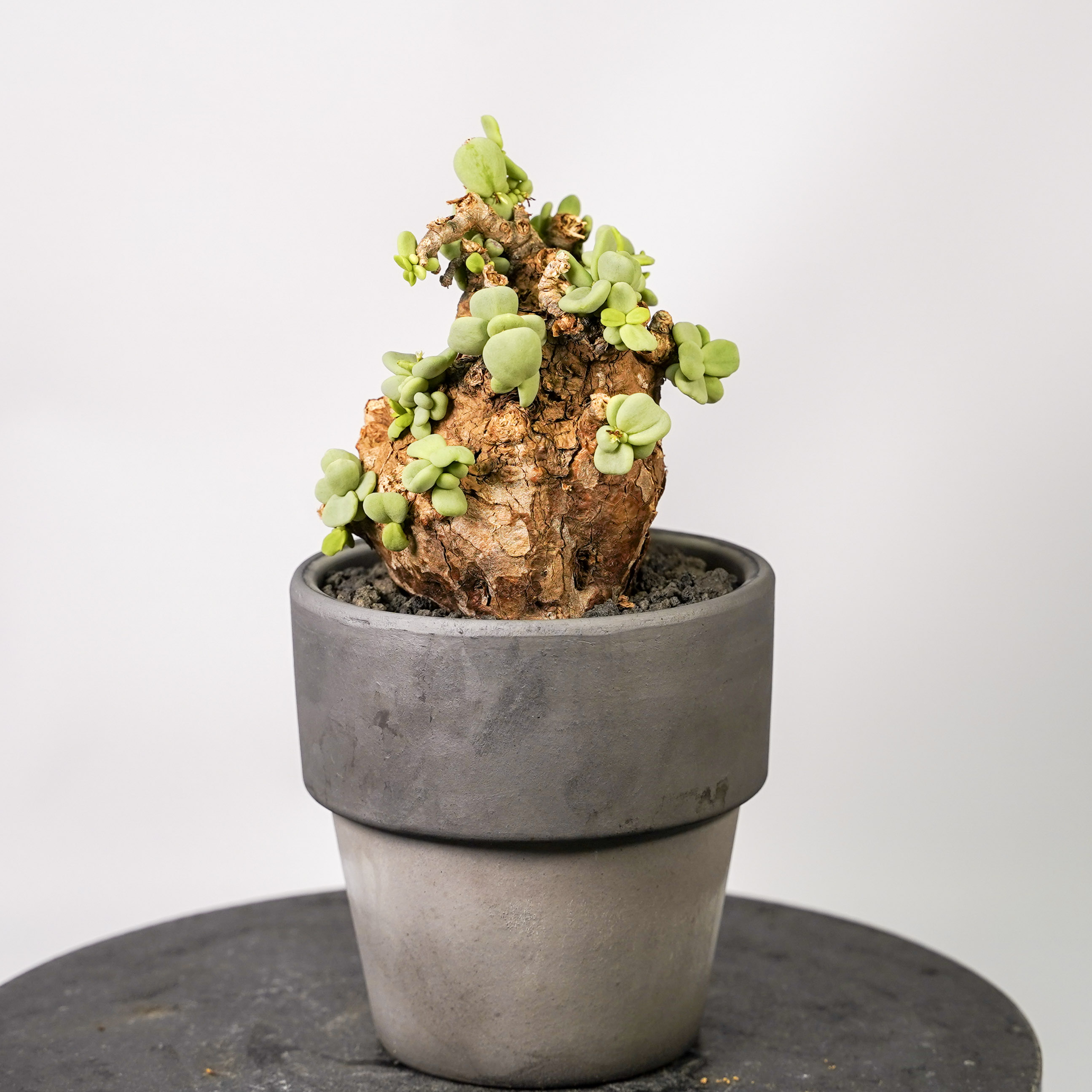 ピグマエア（サボテン、多肉植物） | 花、ガーデニング の商品一覧