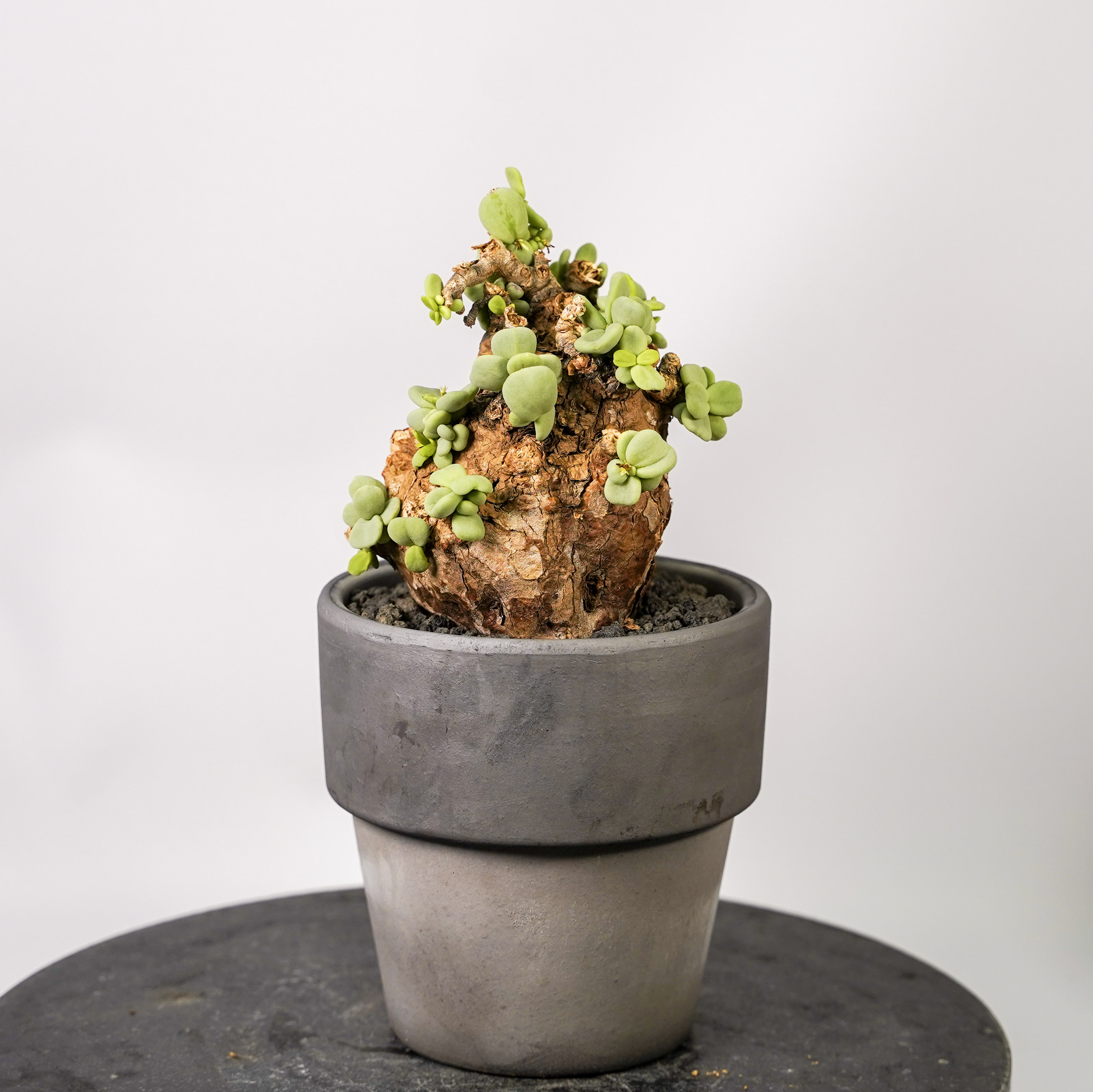 ピグマエア（サボテン、多肉植物） | 花、ガーデニング の商品一覧