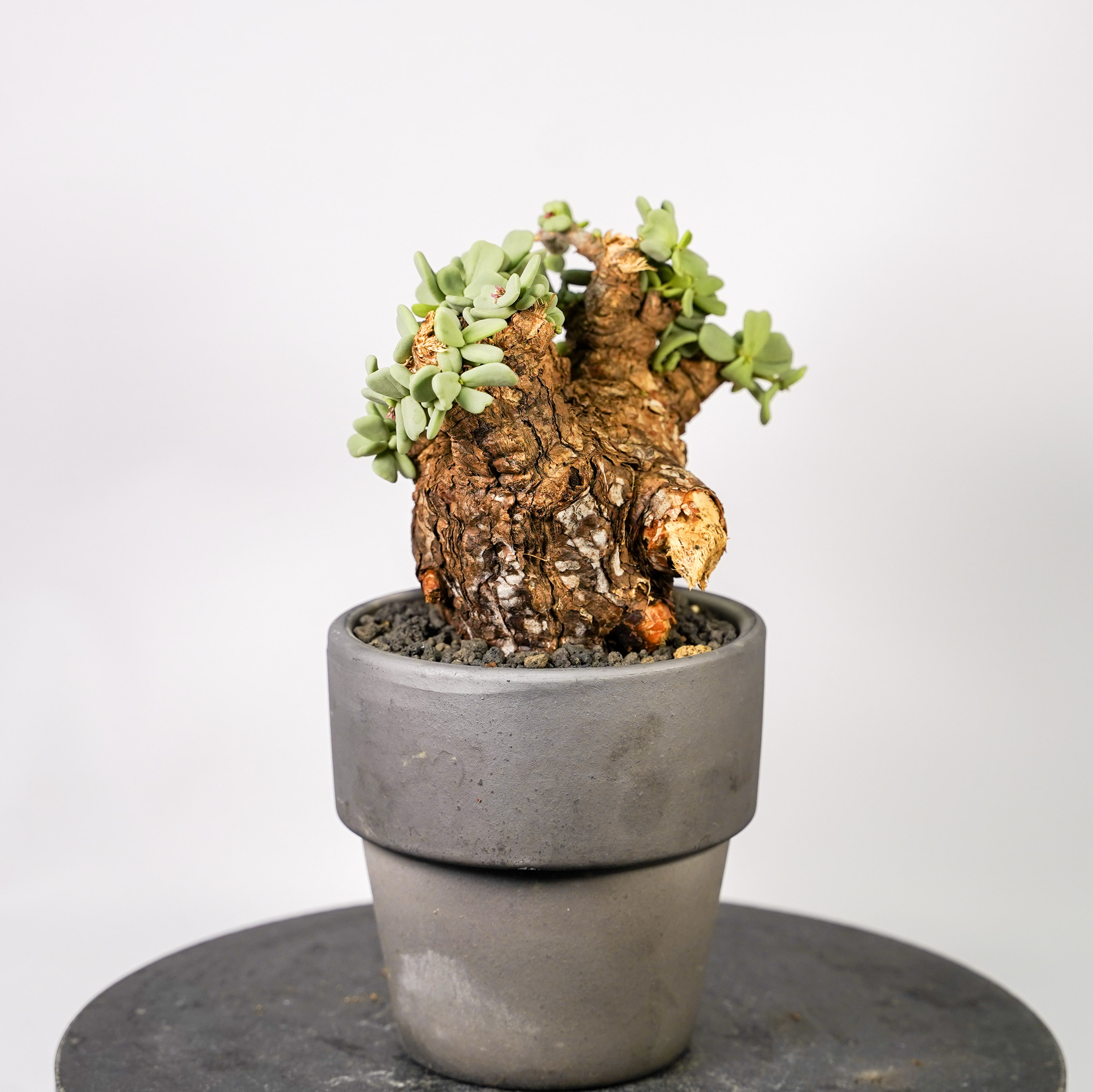 ピグマエア（サボテン、多肉植物） | 花、ガーデニング の商品一覧