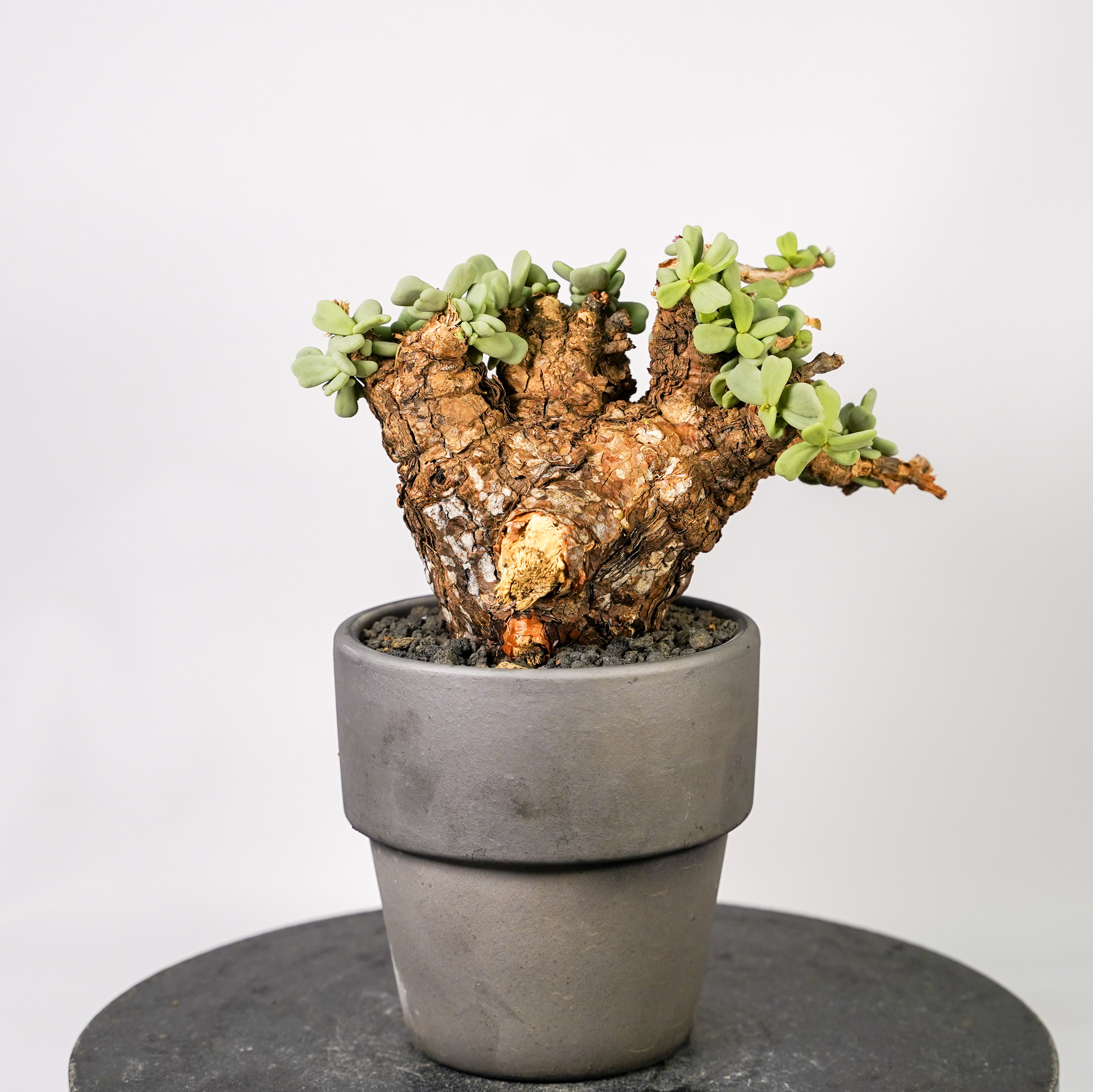 ピグマエア（サボテン、多肉植物） | 花、ガーデニング の商品一覧