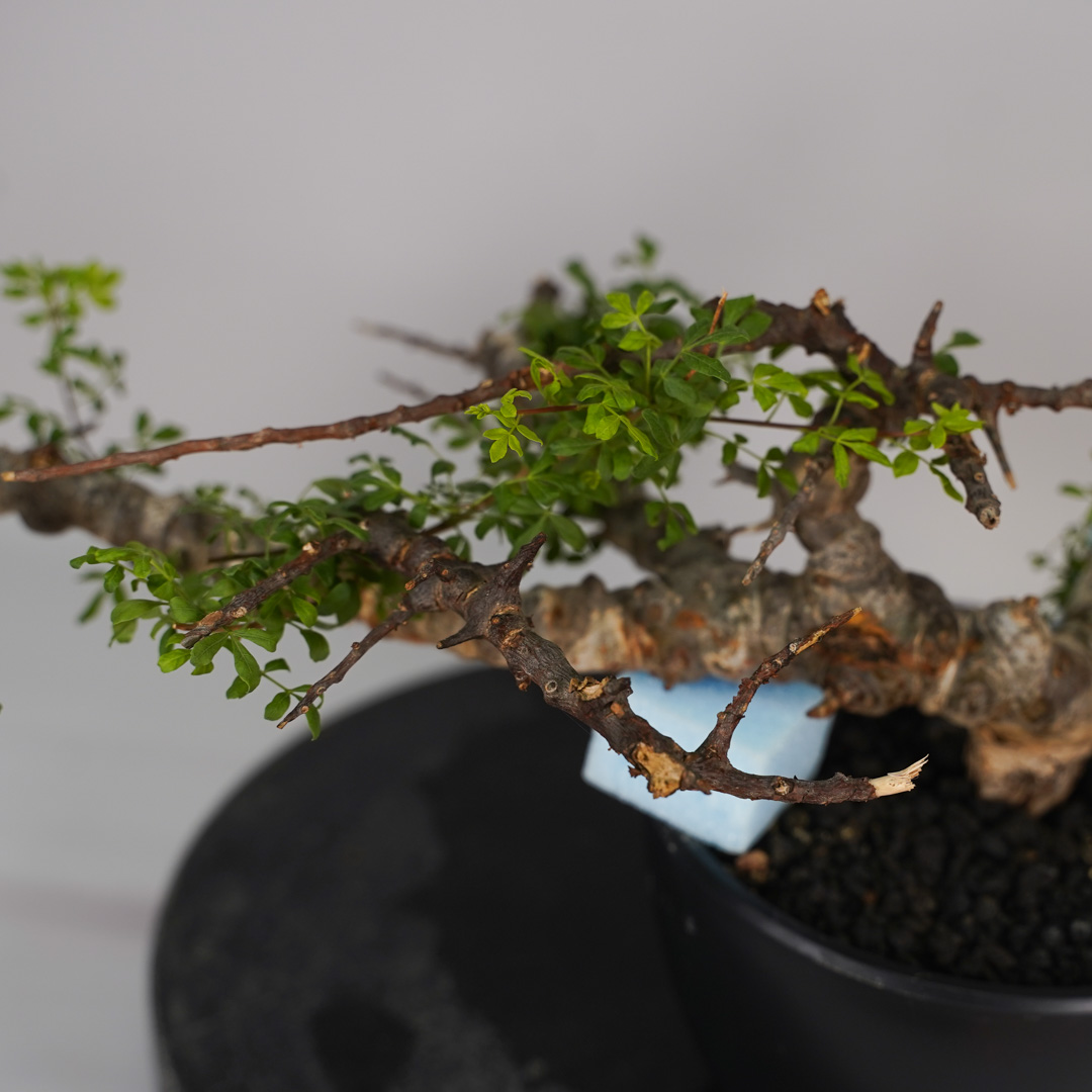 F25 コミフォラ SP エイル 発根済み 現地球 ソマリア産 : SWAG GEAR