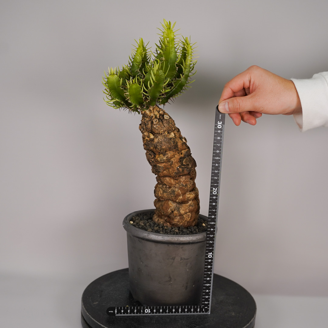 F12 ユーフォルビア ムランジーナ 発根済み 現地球 : SWAG GEAR ヤフー