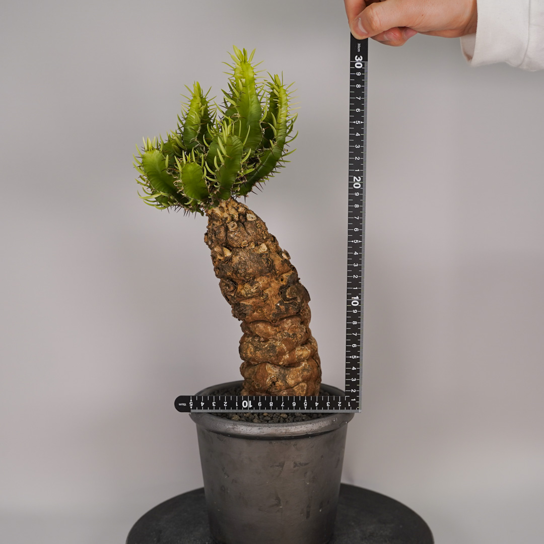 F12 ユーフォルビア ムランジーナ 発根済み 現地球 : SWAG GEAR ヤフー